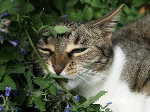 Catnip: Embracing the Tranquil Journey within Meditation