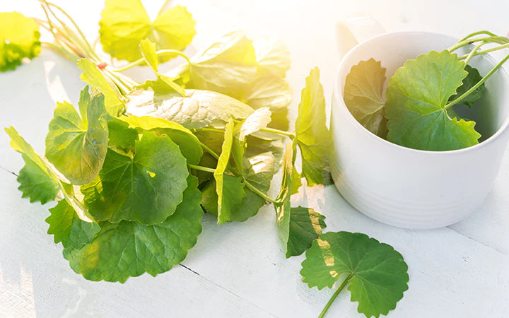 Unveiling the Mysteries of Gotu Kola: Elevate Your Meditation Experience