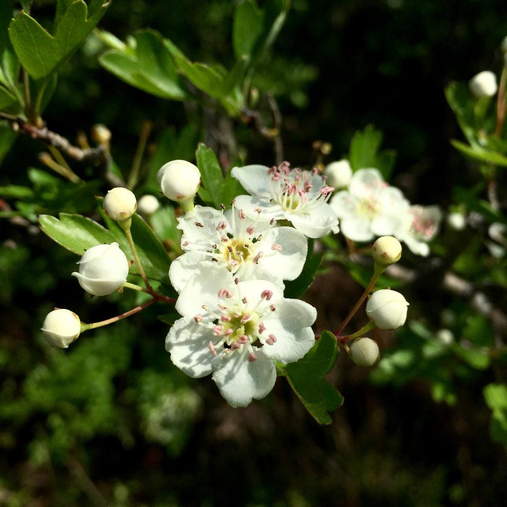 Embracing the Healing Power of Hawthorn Leaf and Flower in Meditation